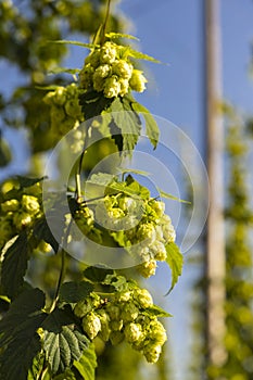 Hop field in Zatec region, Czech Republic