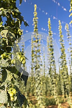 Hop field in Zatec region, Czech Republic