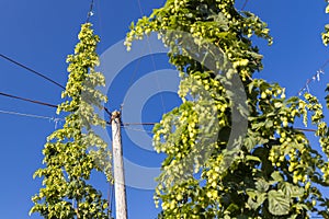 Hop field in Zatec region, Czech Republic