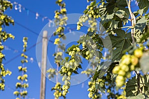 Hop field in Zatec region, Czech Republic