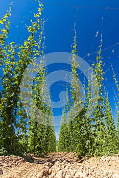 Hop field in Zatec region, Czech Republic