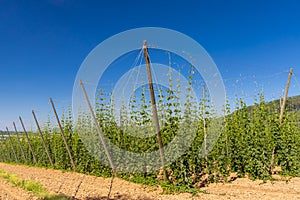 Hop field in Zatec region, Czech Republic