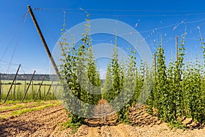 Hop field in Zatec region, Czech Republic