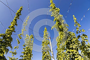 Hop field in Zatec region, Czech Republic