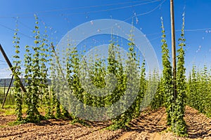 Hop field in Zatec region, Czech Republic