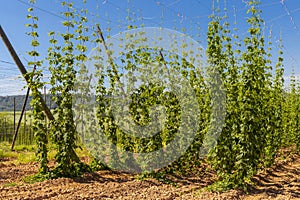 Hop field in Zatec region, Czech Republic