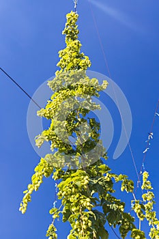 Hop field in Zatecz region, Czech Republic