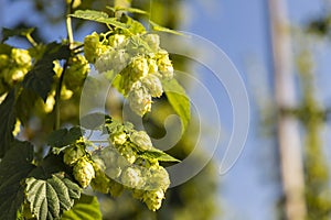 Hop field in Zatecz region, Czech Republic