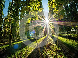 Hop fields with sun star between the hops fields