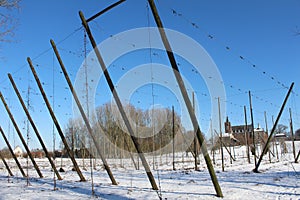 Hop fields in winter, Affligem, Belgium