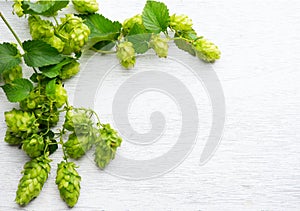 Hop. Fresh whole hops on white wooden table. Blossoming hops with green leaves closeup over white background. Beer ingredients