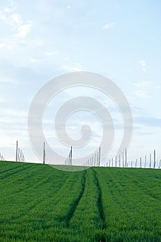 Hop garden
