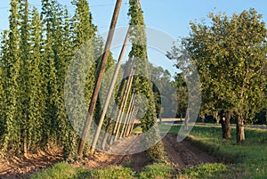 Hop garden