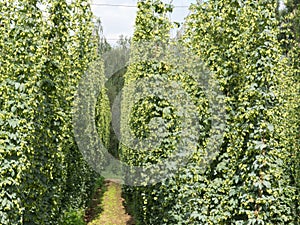 Hop-garden