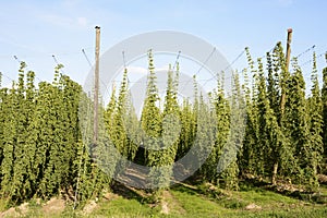 Hop Garden
