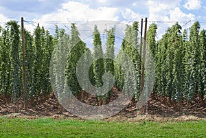 Hop garden