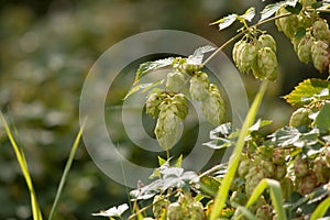 Hop growing in the wild