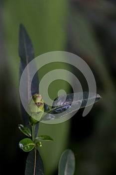 Hop Headed Barleria at garden