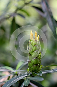 Hop Headed Barleria at garden