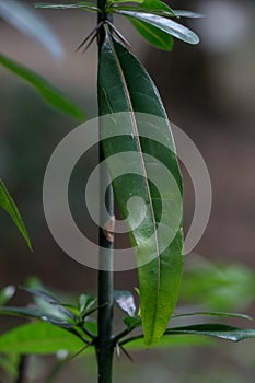 Hop Headed Barleria at garden