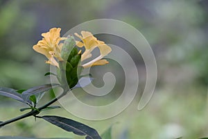 Hop Headed Barleria at garden