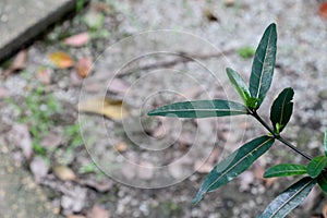 Hop Headed Barleria at garden