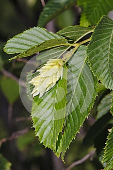 Hop Hornbeam (Ostrya carpinifolia)