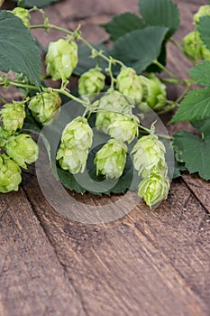 Hop (Humulus lupulus)