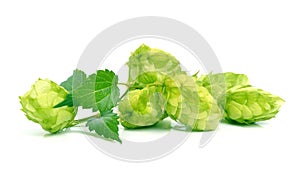 Hop isolated on white