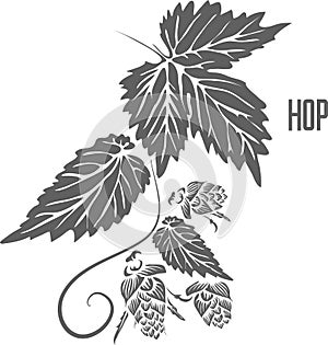 Hop officinalis vector illustration