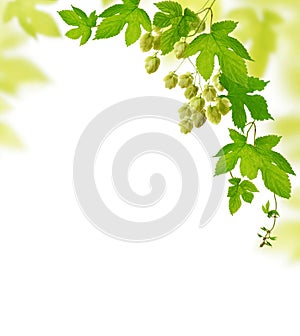 Hop plant border