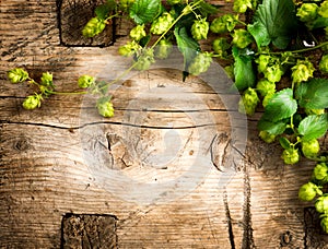 Hop plant border design. Twigs of hops over wooden cracked table