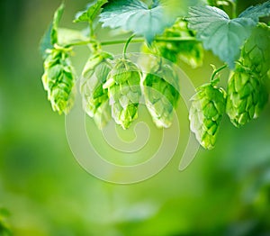 Hop plant close up growing on a hop farm