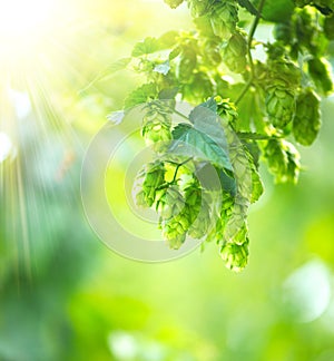 Hop plant close up growing on a hop farm