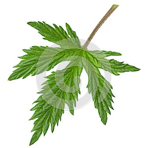 Hop plant closeup leaf