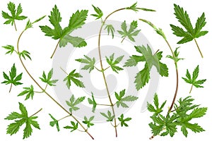 Hop plant closeup leaf collection