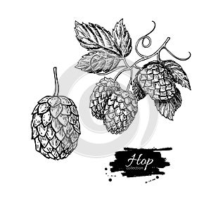 Hop plant drawing illustration. Hand drawn artistic beer