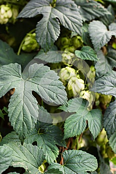 Hop plant with Hop flower seed cone. Common hop, Humulus lupulus, used as a flavoring and stability agent in beer production and h