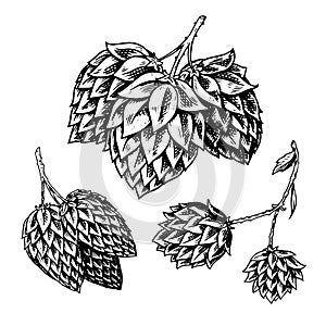 Hop plant with leaves in vintage style. Engraved monochrome sketch for banner or logo, beer or book. Vector illustration