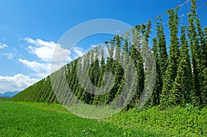 Hop plantation