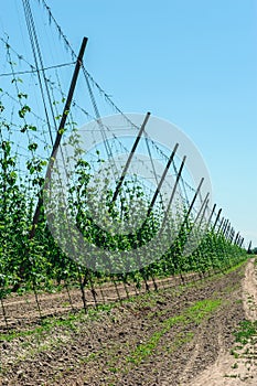 Hop plantation for brewery in Eastern Poland