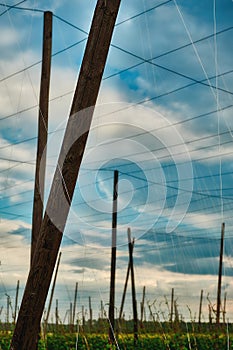 Hop plantation with typical stakes, wires and lines