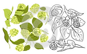 Hop plants set for craft beer production, green Humulus lupulus herb, sketch with hops