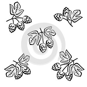 Hop set. Collection icon hops. Vector