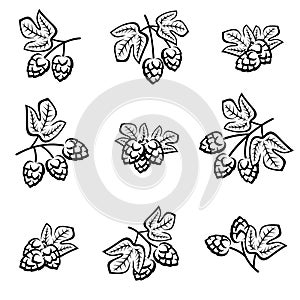 Hop set. Collection icon hops. Vector