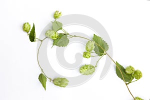 Hop tendril