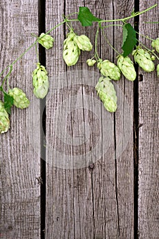 Hop twigs frame over wooden cracked table background. cked whole hops with green leaves border design close-up. Brewing flat lay