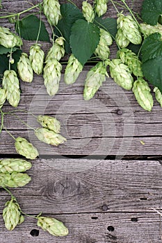 Hop twigs frame over wooden cracked table background. Vintage toned. Beer ingredients