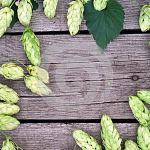 Hop twigs frame over wooden cracked table background. Vintage toned. Beer ingredients