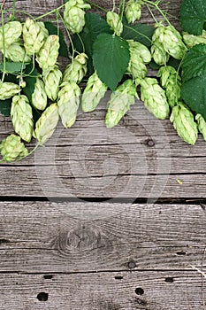 Hop twigs frame over wooden cracked table background. Vintage toned. Beer ingredients. Beautiful fresh-picked whole hops with